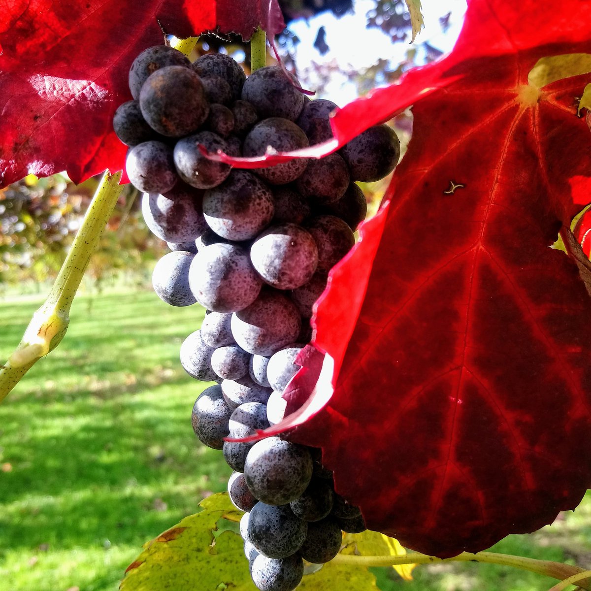 vinidocvenezia's tweet photo. L'autunno si mostra in tutta la sua bellezza nei vigneti della Venezia DOC.
Autumn shows itself in all its beauty in the vineyards of Venezia DOC.
https://t.co/XkWLcwVSUO
#consorziovinivenezia #veneziadoc #autunno #foliage #rabosopiave #natura #bellezza https://t.co/bYJ6MTk0KU