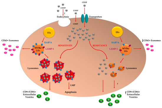 Cancers_MDPI's tweet photo. 🔸Modulation of RAB7A #Protein Expression Determines #Resistance to #Cisplatin through Late #Endocytic Pathway Impairment and Extracellular #Vesicular Secretion🔸
👥by Flora Guerra, Aurora Paiano et al.
👉https://t.co/ZTsUEdiiFI
#cisplatin #chemoresistance #lysosome #endocytosis https://t.co/jaCT78X8T9