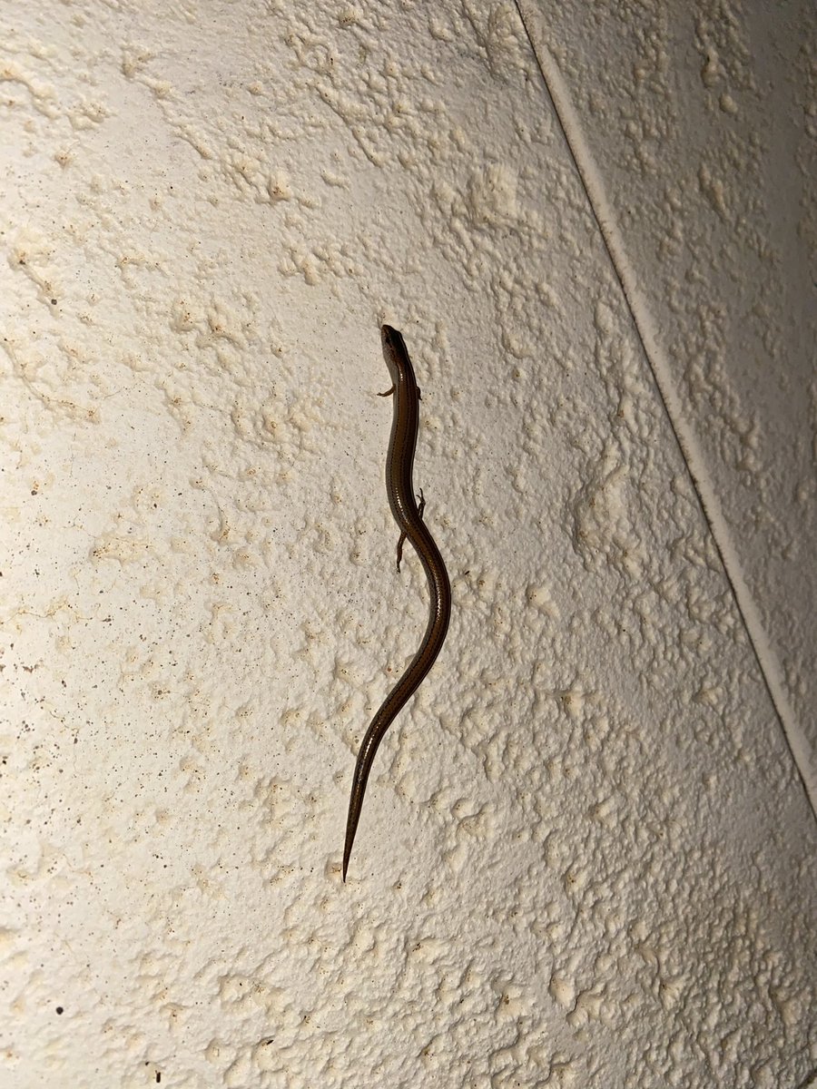 Dr Charlotte Oskam 👩🏻‍💻🧬👩🏻‍🏫🦠 tweet media