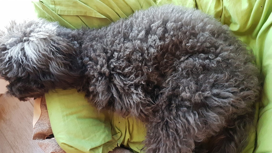 UffaPapa1's tweet photo. Ecco Orso. Plaid, sciarpa, scaldino per gambe, ottimo defecatore, ottimo corridore, ottimo distruttore di barbie, ottimo mangiatore di playmobil e di telecomandi

#quellocheipapànondicono
#cani
#barboncino
#post
#qcipnd
#leggeresempre
#mammeoggi
#mom
#libri
#papà https://t.co/KmY5z2VgAD
