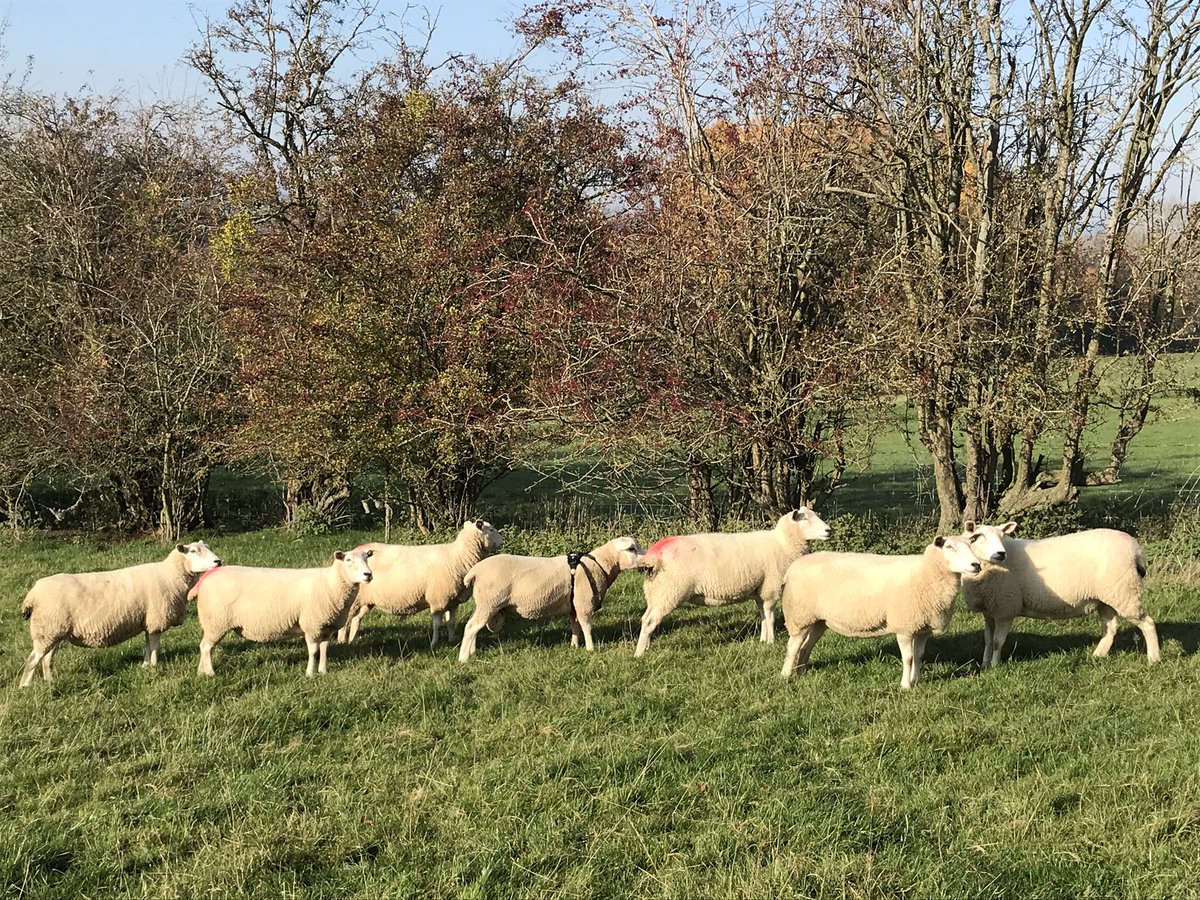 IanDHorsley's tweet photo. Happy with this tup lamb. 
Covered half of his small 22 ewe group in the first week. 
Knows what he's about. 
@RecordedLleyn 
#pasturefed 
#grasspower https://t.co/1DWhFBfglB