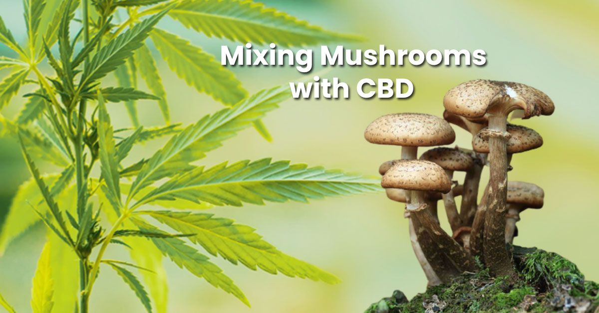 Get Rid From Your Medical Situations by Using CBD Magic Mushrooms
#cbdmushrooms #hempmushrooms #mushroomscbd #cbd #hemp #cbdhemp
Click on the link to avail this offer: bit.ly/36aVJlj