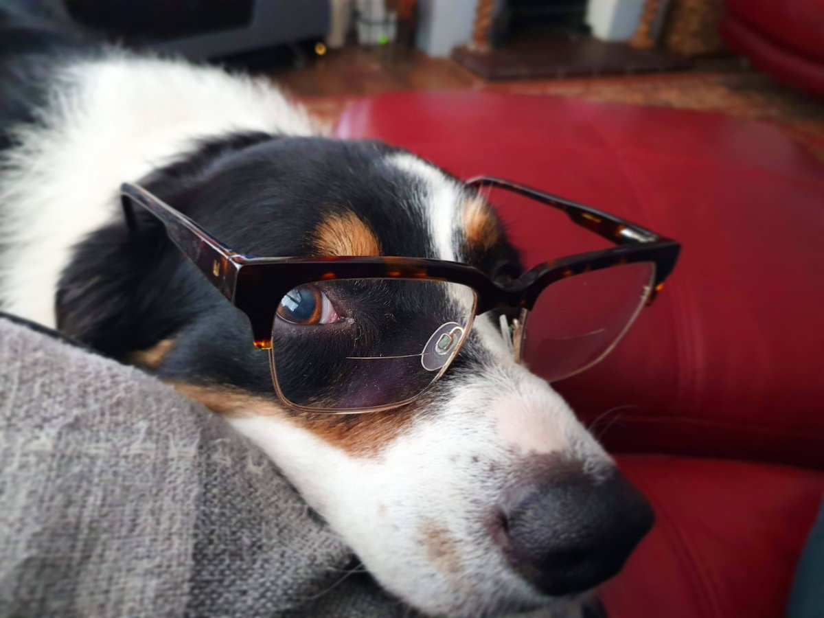 HantsFireDogs's tweet photo. FD Harvey is being a good boy, following Government advice and working form home today 🏠🐾

#FireDogFriday #HantsFireDogs #DogsWothJobs #DogsofTwitter #WorkingFromHome #StayHomeStaySafe https://t.co/sZCmrGYoHA