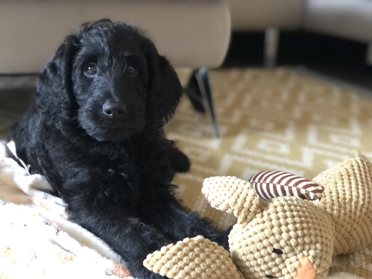 pomeroy_em's tweet photo. @Reb_Nicholl @Slmorg @R_NichollCASE 😂🐾  I’m completely biased, but totally agree @Reb_Nicholl he is the cutest living thing! 🐕‍🦺 #puppyeyes https://t.co/l9WUUgrsZM