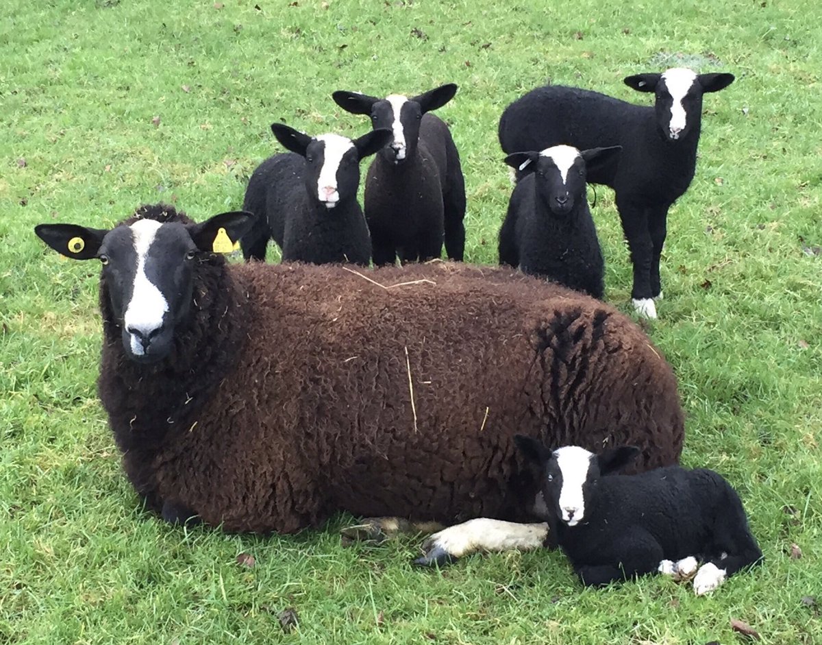 ZwartblesIE's tweet photo. As the traditional season of giving approaches. Support your local crafts women &amp; men.
I love what I do &amp; I feel very lucky that I can make a small living at it. #LoveWool #MADELOCAL #lovewhatyougive #irishcraft #irishdesign @dccireland @designireland @LoveKilkenny https://t.co/uAWSNVXFqZ