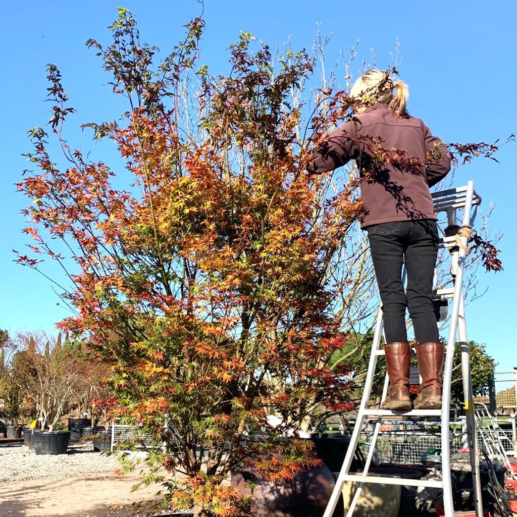 Linda’s straight to it this morning - tidying our newly arrived Acers. Seen here: Acer palmatum ‘Arakawa’. For availability information call or email us: 01798 879213 / enquiries@architecturalplants.com