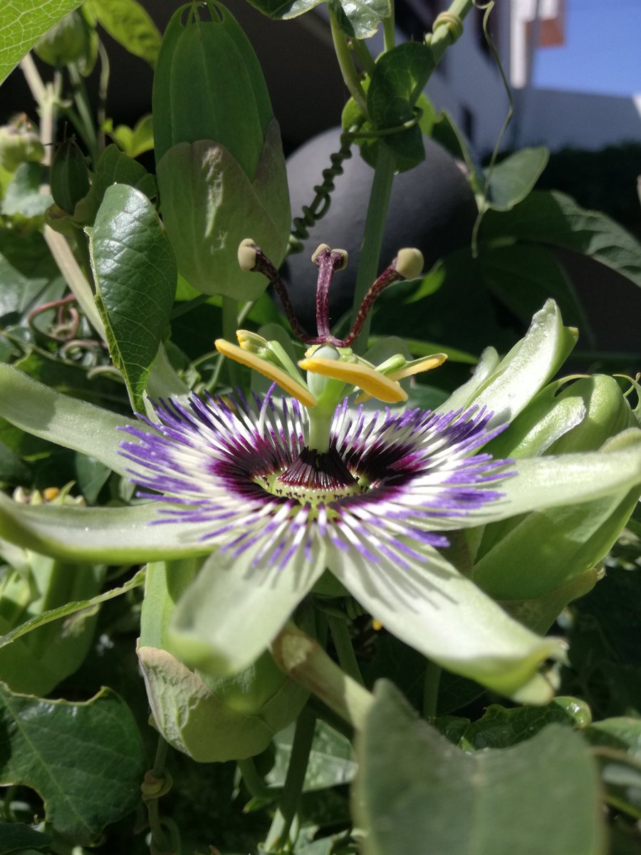 artebyema's tweet photo. Estaba rodeada de mil mariposas me acerco y me enamoré de su flor. Pregunté por su nombre y me contaron que en épocas de cosecha las madres hacían té de esta planta a sus niñxs para dormirlos y ellas poder trabajar, de ahí #ladormidora #pasionaria #maracuyá #tetime #enrredadera https://t.co/Oh9mn4IgJ0
