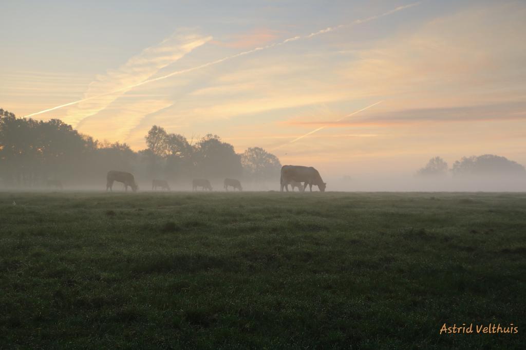 MooiLosser's tweet photo. Wat een prachtige start van de dag met #mist #zon en #ochtendrood in onze #schatkamervantwente #Losser! #wandelen #fietsen #dichtbijhuis #gepasteafstand #Overdinkel #natuur #platteland @visitoost @TiDeLutteLosser @NUnl @Weerplaza @Talpaweer @LandschapOV https://t.co/EIr3OQauCi