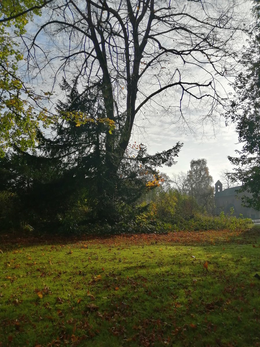SanjeePerera1's tweet photo. A rather lovely early morning coffee under the canopy of a crisp fallowing #autumn with my neighbour, watching the mists lift off the lawn, marvelling at the blessings of #Creation. #SmallJoys #LockdownView #Autumnwatch https://t.co/a2uVsSUlU7