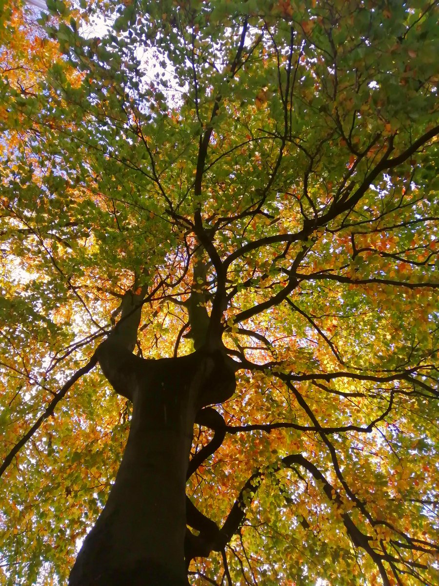 SanjeePerera1's tweet photo. A rather lovely early morning coffee under the canopy of a crisp fallowing #autumn with my neighbour, watching the mists lift off the lawn, marvelling at the blessings of #Creation. #SmallJoys #LockdownView #Autumnwatch https://t.co/a2uVsSUlU7