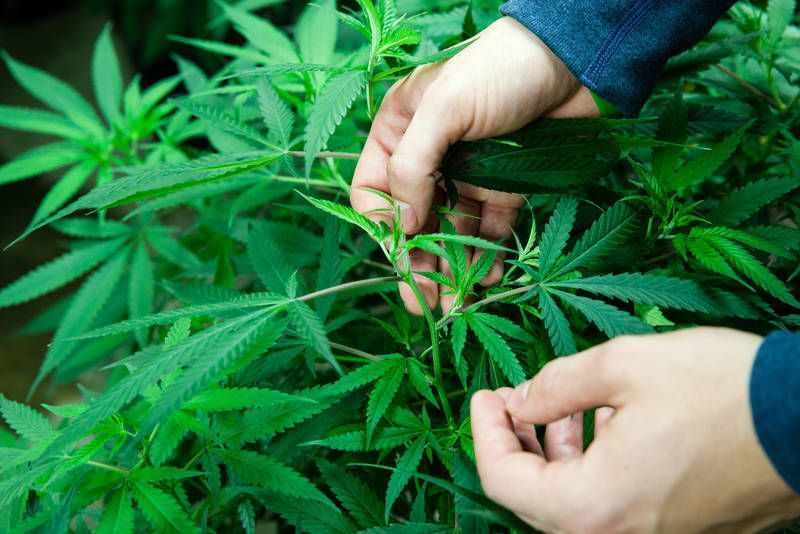 HanfHeiltNet's tweet photo. Die Liberalen in Deutschland wollen den Cannabis-Export. Schön &amp; edel, aber bevor die Produktionsmenge so erhöht werden kann, dass wir von Exporten reden können, sollten erst die jetzigen Lücken gestopft werden.

https://t.co/m8DIXQ6f2y

#Cannabis #HanfHeilt #Legalize #LegalizeIt https://t.co/Xh5pspZqj8