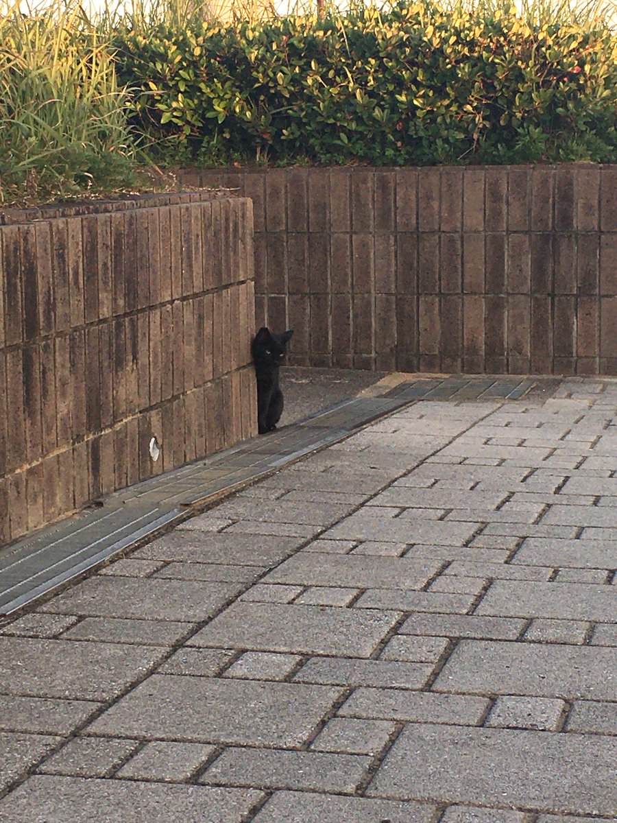 hampkichi's tweet photo. （チラッ）

お散歩中に出会った
#本日の白子にゃんこ

今日も１日がんばりましょう〜

#HAMPKICHI
#猫のいる幸せ 
#野良猫 https://t.co/fRVNthsMJk