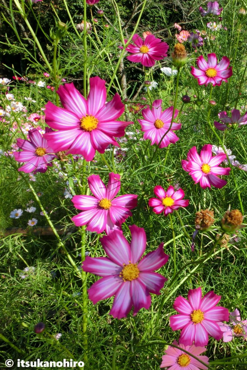 いつかのひろ いつかのピコティたち コスモス 写真好きな人と繋がりたい