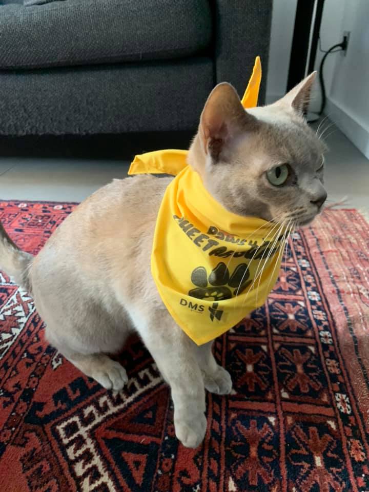 CCFCheetahUK's tweet photo. Alicia may be the strangest #dog we've ever seen but we let her enter #paws4claws anyway. No discrimination here at #CCFUK. She's probably covering more ground than any of us but keeps 'forgetting' to turn on her Map My Run & won't tell us where she's been https://t.co/zFzWarXvmK https://t.co/ipS6YCtNCo