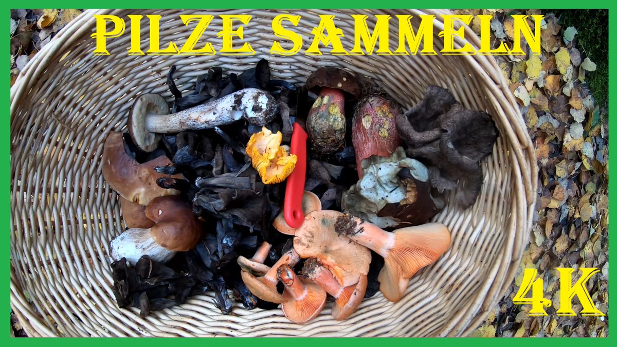 PilzUnd's tweet photo. Speisepilze sammeln im November - 4K
https://t.co/3gBXS3Gvv8

#Pilze #Speisepilze #Herbstpilze #Novemberpilze #PilzeimNovember #Fichtenreizker #Steinpilze #Herbsttrompete #Leistlinge #Eierschwammerl #Hexenröhrling #Flocki #Birkenpilz #Totentrompete #Reizker #Blutreizker #YouTube https://t.co/XSY7FSmLRj