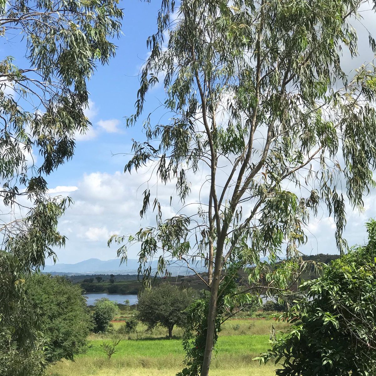 FreshHarvestIND's tweet photo. Absolutely gorgeous day at the farm today as we sort and pack produce for customers in #Bangalore. Blue skies, lovely views and the new vegetable sections are also soaking up the sun.....

#KhetSe
#freshharvest 
#multicropping 
#farmtotable 
#naturalfarming 
#biodiversefarming https://t.co/0ejYVbfffW