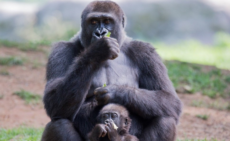 Is the #startup world made up of Young or Seasoned Entrepreneurs? mih.mt/2020/10/if-sil…