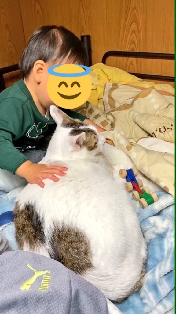 karakoro72's tweet photo. よしよし。

#ころん #保護ねこ #猫とこども #1歳5ヶ月 https://t.co/Z9bqz2jmBp