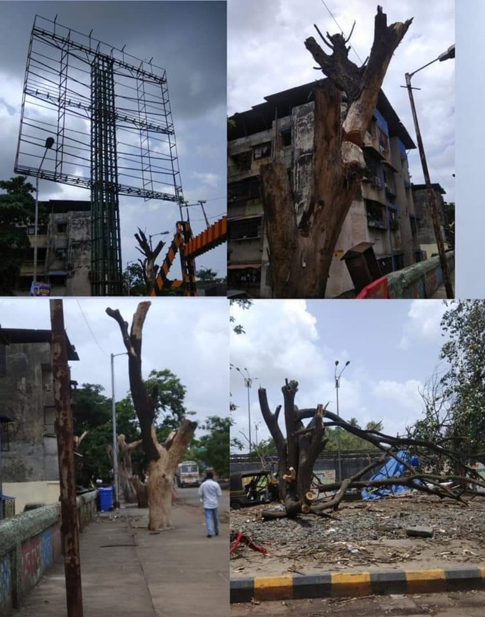PRanvare's tweet photo. @CMOMaharashtra @AUThackeray @MahaDGIPR @DGPMaharashtra @Navimumpolice  वरील सर्व मान्यवरांना नम्र विनंती आहे की सायन- पनवेल  - महामार्ग कळंबोली हायवे वरील सर्व झाडे होर्डिंग माफिया लोकांनी जाणीवपूर्वक जाळून टाकली आहेत तरी आपण लक्ष देऊन न्याय देण्यात यावा  भविष्यात झाडे शिलक नाही https://t.co/zFju0nnSzD