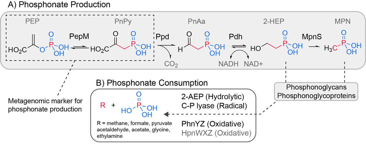 phosphonates are an enigmatic and abundant (20-25% of DOP) organic phosphorus pool in the ocean. Microbial degradation of methylphosphonate can account for methane supersaturation in oxygenated upper ocean, thus linking phosphonates to greenhouse gasses.