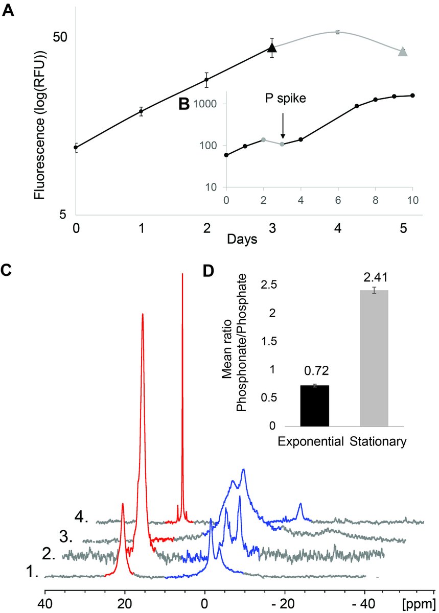 Turns out that Prochlorococcus can make A LOT of phosphonates - in some cases devoting up to 50% of cellular P quotas towards phosphonate production. Why would Prochlorococcus put so much P into phosphonate? Could it be a luxury storage strategy? We don't think so.