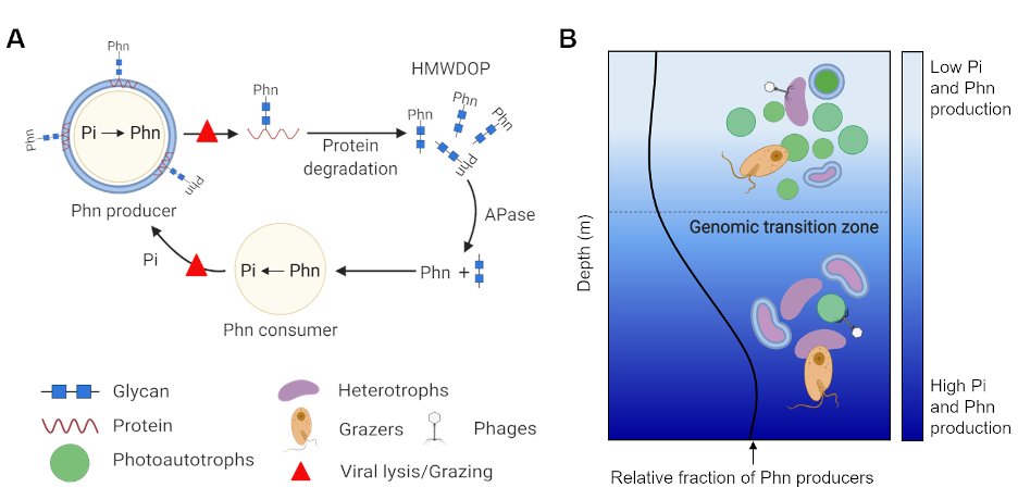 Disguising or modifying the cell surface is a common strategy for pathogenic bacteria to avoid the immune system and in developing resistance to phage. We think a large part of the dissolved organic phosphorus in the ocean might form as a consequence of this defense strategy.