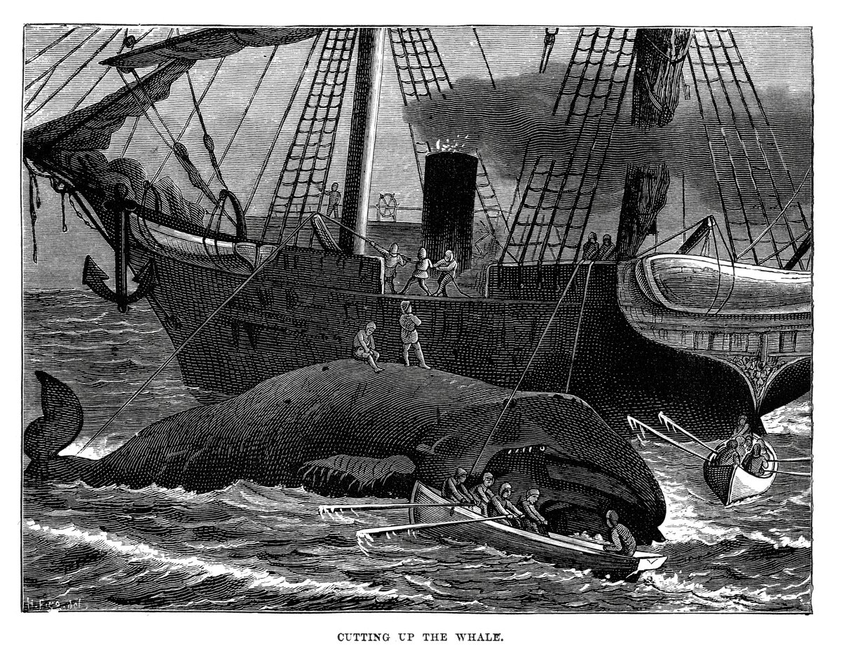 ERC_Research's tweet photo. What role did marine resources play in shaping 🌍 history?
New #ERCSyG project, 4-OCEANS, will undertake the most extensive analysis to date, thanks to unprecedented cooperation between four scientists with expertise in humanities &amp; natural sciences: https://t.co/aQAXfAdzzk https://t.co/NtqaTze9Z3
