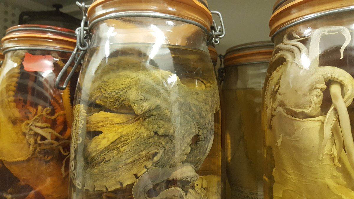 Today's #MuseumsUnlocked topic of the sea is perfect for our marine biologists <a href="/Museum_Cardiff/">Amgueddfa Caerdydd</a>. They look after our collections of marine invertebrates and carry out research into the diversity of seabed life, describing new species of marine bristle worms and shells!