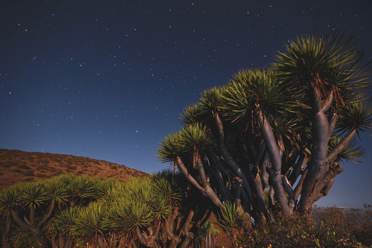 starslapalma's tweet photo. 🇪🇸 ¿Te gustaría dormir bajo algo así? #LaPalmaStarlight
🇬🇧 Would you like to sleep under such a sky? #LaPalma
🇩🇪 Wollen Sie unter so einem herrlichen Nachthimmel schlafen? #LaIslaBonita 

(pic M. Calero) https://t.co/gAPceMWEME