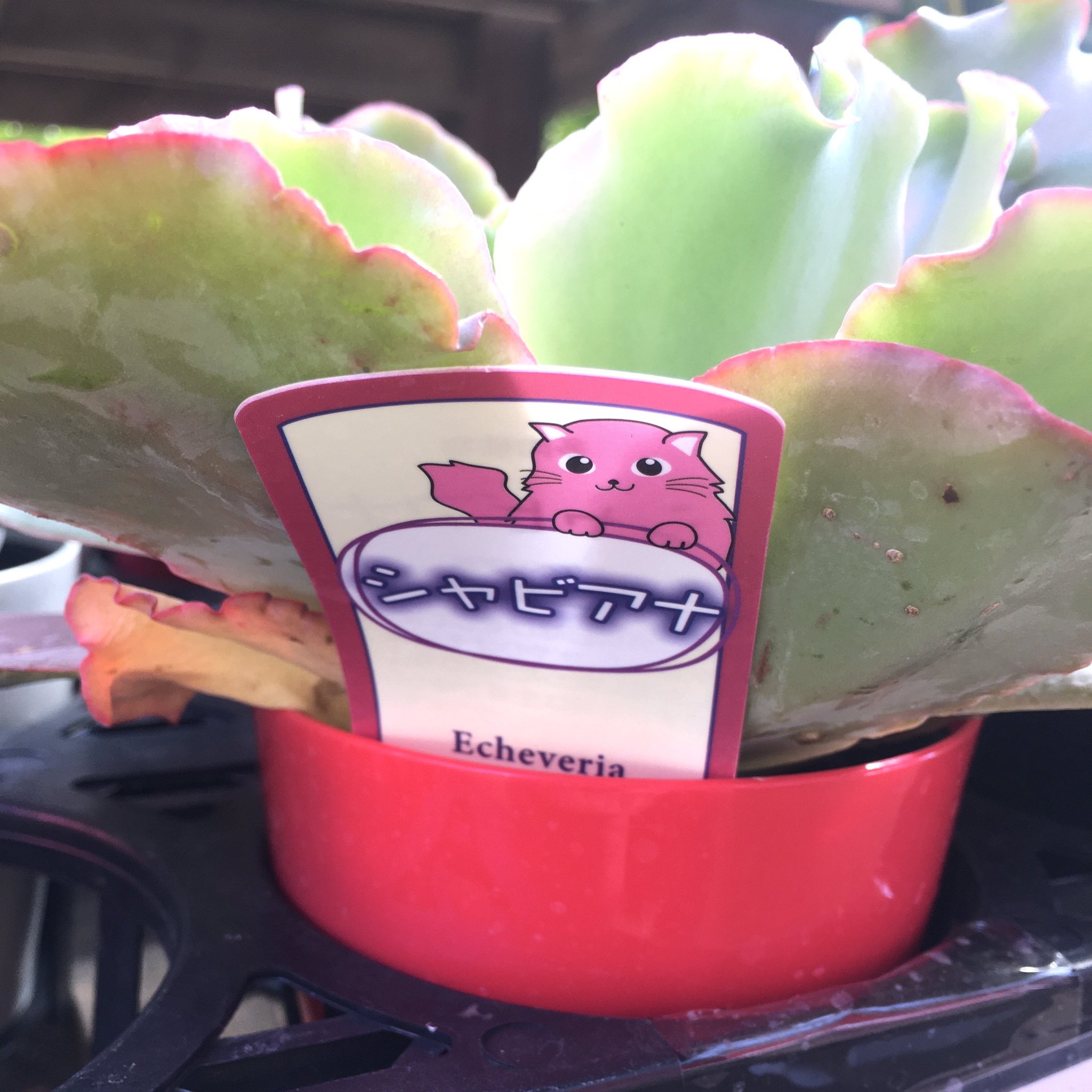 みーけし 保護子猫投稿増えます シャビアナの札で購入したのですが これって高砂の翁ですよね というやり取りをよくしていて 見つけました 笑 成長の遅いシャビアナに比べてこの子は巨大化するので 置き場所問題を抱えている方はお気をつけ