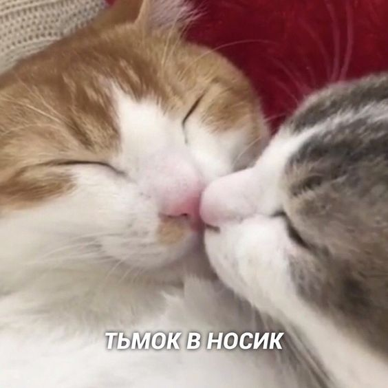 nessamissesyou's tweet photo. Как бы вам не было тяжело или трудно, помните, что вы всё это преодолеете! Ваши лапки невероятно сильны и вы все прекрасны в своём деле!🥺
Всё обязательно будет хорошо, знайте😌💗 https://t.co/jBztaQDI2R