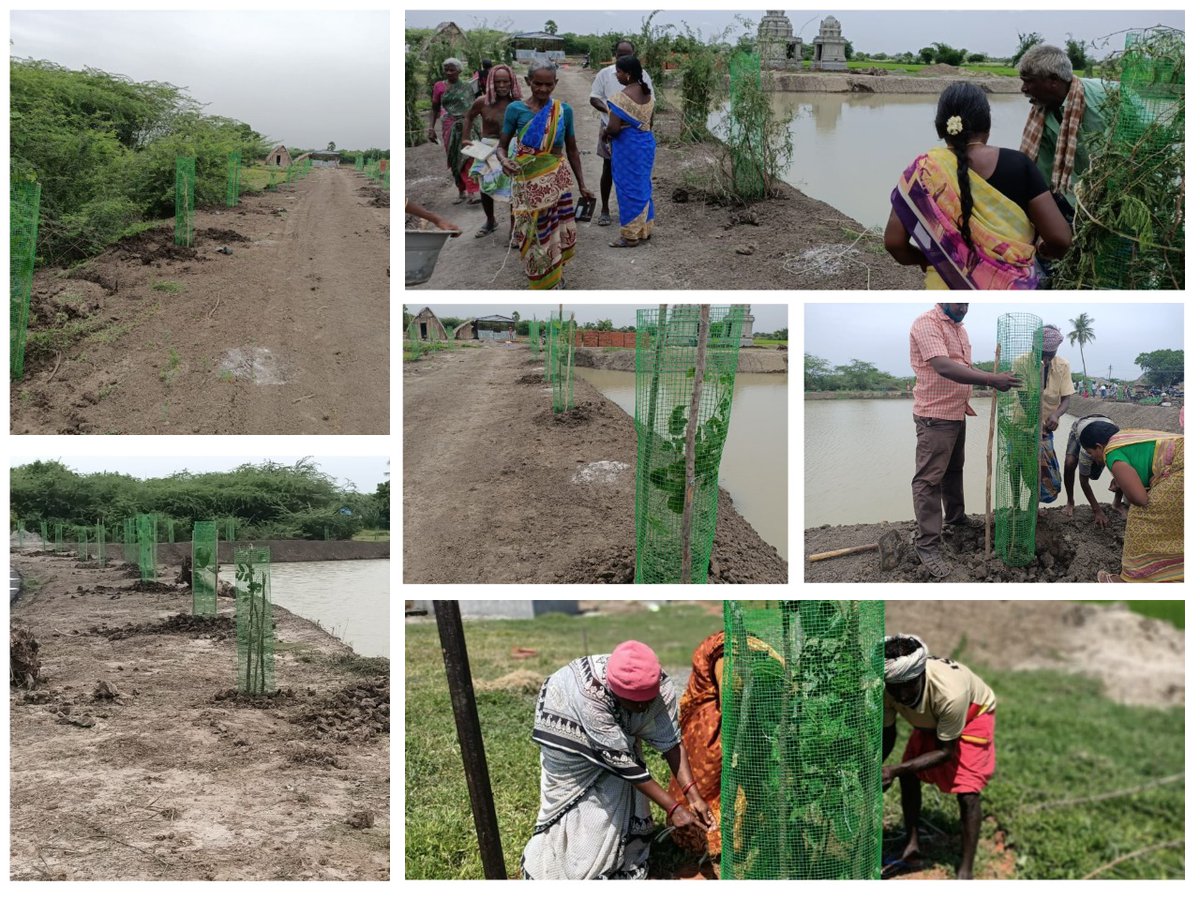 teamdreamsalive's tweet photo. Magizham, Neem, peepal, banyan, Neermaruthu-Arjun, Poogan, Gulmuhar tree.57 of these native trees were planted surrounding our restored Thiruvasal Pond at Nagapattinam.
We Thank our CSR partner @Agrocorp, villagers and Aruljyothi sir for joining hands towards #WaterSurplusDelta. https://t.co/zPcmtzH3Xg