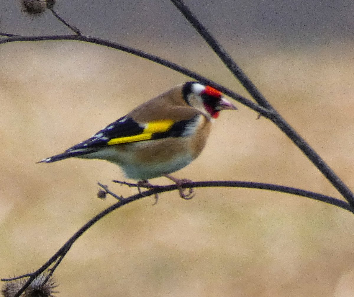 Oxonbirdies tweet media