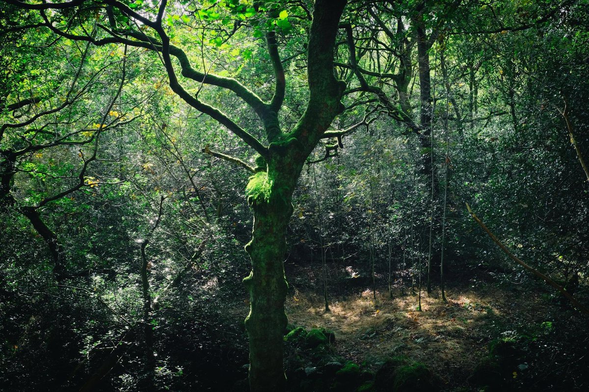 rory_garforth's tweet photo. The beautiful woodlands at Broadhead Clough (or Bell Hole), near to Bell House, the home of David Hartley, Cragg Vale Coiner. #photography #woodland #craggvalecoiners #gallowspole #fujifilm_xseries #davidhartley #mytholmroyd #treephotography https://t.co/8NFcFEWAff