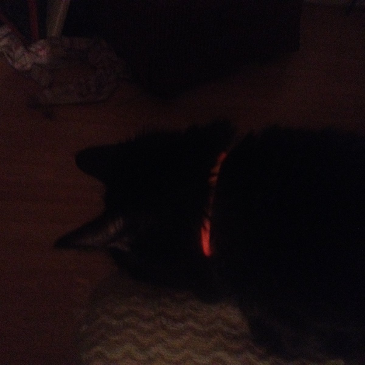 BeemanJay's tweet photo. My couch companion, Her Royal Highness, Thee Queen of Floofia, Miss Liah EmeraldEyes is looking quite fashionable tonight in her glow in the dark collar. I think she might be going to a kitty rave later tonight.🙀 #Cats #CatsOfTwitter #BlackCatsRule #BlackCats #RaveKitty #ClubCat https://t.co/CgJlfV7Lgv