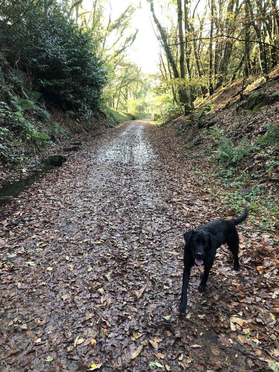 GeogPMC's tweet photo. Beautiful morning for a woodland walk.#plymcolprep https://t.co/TJAF8Vh931