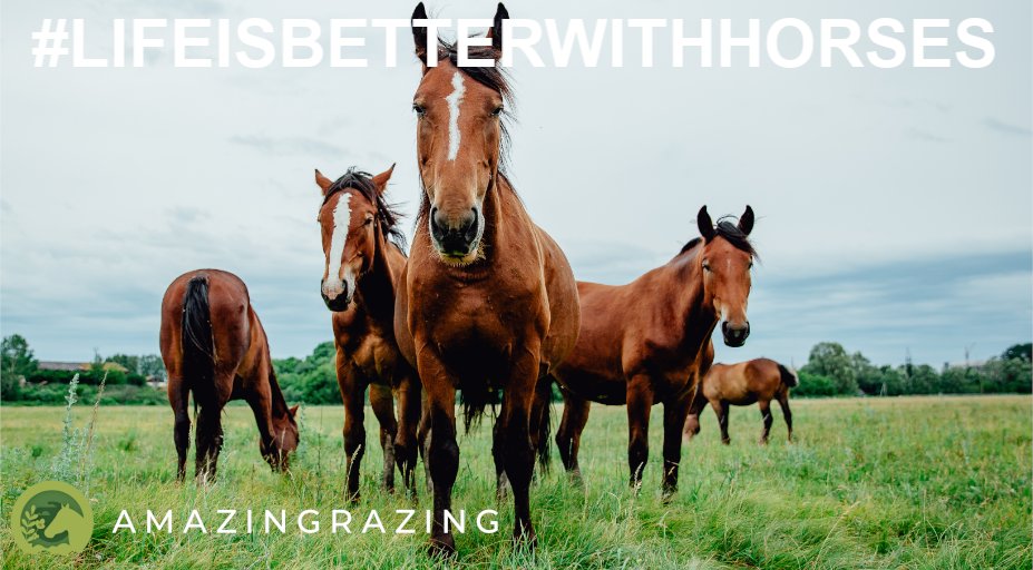 amazingrazing1's tweet photo. Who couldn't live without them? #lifeisbetterwithhorses 🐴🐴😄😄

#lookingforlivery #horsegrazing #liveryowner #amazingrazing #grassland #field #herds #equine #animals  #horse #mustanghorse #herd #mare #ilovemyhorse #grasslands #mares #equestrian  #fridayfeeling #fridaymotivation https://t.co/id76juzhml