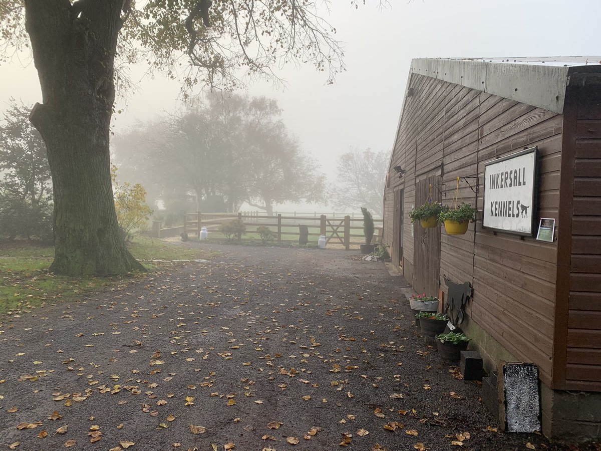 Two days apart. Love autumn weather! It’s a hard time for most people, I’m so lucky to have this in my life. #mist #fridaymorning #FridayThoughts #FridayFeeling #autumn #kennels #dogs #workhardplayhard