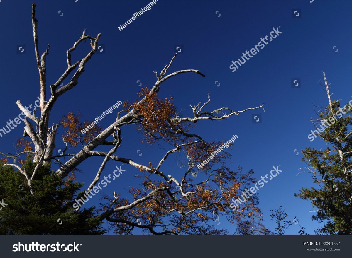 velvia100's tweet photo. Decayed wood and blue sky
https://t.co/1MYYrL235V
#autumn #Decayedwood #tree #bluesky #japan https://t.co/BG73mMXkRN