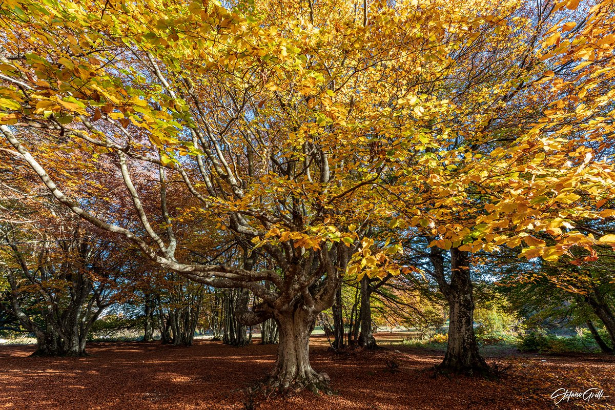 MarcheTourism's tweet photo. ♥ 𝗠𝗔𝗥𝗖𝗛𝗘 𝗠𝗘𝗥𝗔𝗩𝗜𝗚𝗟𝗜𝗔 ♥

Il fotografo Stefano Grilli ci delizia con una galleria di immagini spettacolari che immortalano i caldi colori della stagione in giro per le #Marche! 

https://t.co/GFMrJ024wK

📸 dal profilo Facebook dell'autore https://t.co/r5Pkw49Ulf