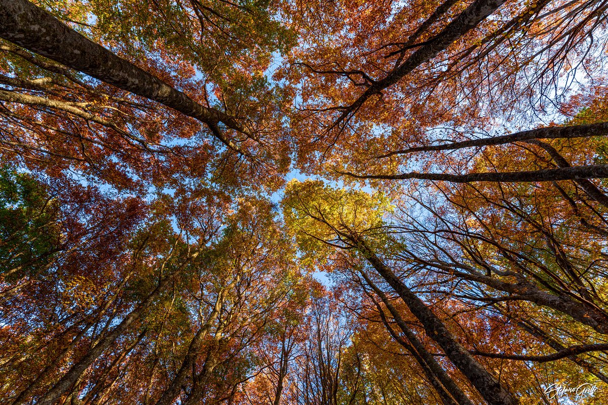MarcheTourism's tweet photo. ♥ 𝗠𝗔𝗥𝗖𝗛𝗘 𝗠𝗘𝗥𝗔𝗩𝗜𝗚𝗟𝗜𝗔 ♥

Il fotografo Stefano Grilli ci delizia con una galleria di immagini spettacolari che immortalano i caldi colori della stagione in giro per le #Marche! 

https://t.co/GFMrJ024wK

📸 dal profilo Facebook dell'autore https://t.co/r5Pkw49Ulf