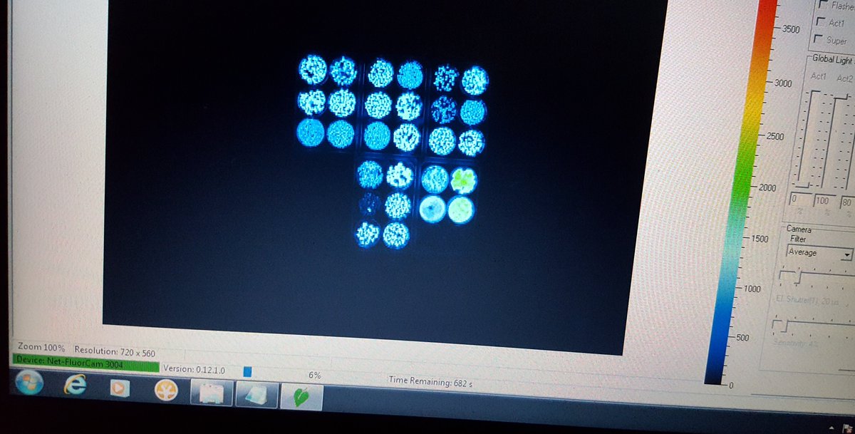 We are overusing land and need alternative sustainable crops. Here I am screening photosynthetic efficiency in accessions of the aquatic plant, duckweed. Which grow fast, cover water globally and are high in proteins and nutrients.