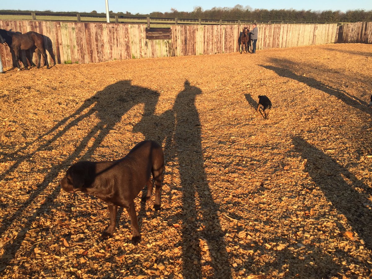 Aislingkinane's tweet photo. What a morning @castlefarmstud #foalprep https://t.co/ByeuR7rhEa