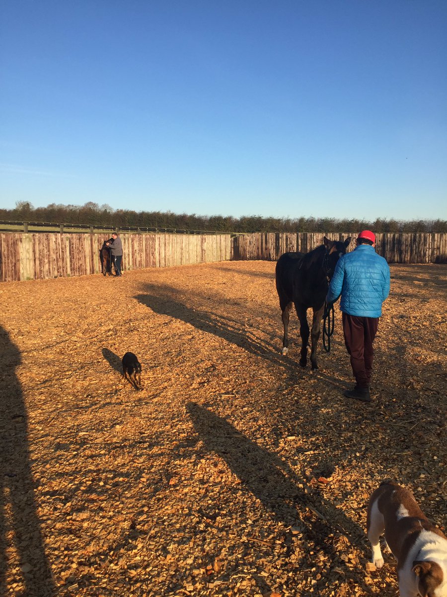 Aislingkinane's tweet photo. What a morning @castlefarmstud #foalprep https://t.co/ByeuR7rhEa