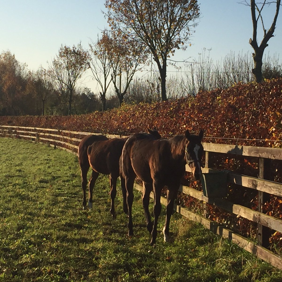 Aislingkinane's tweet photo. What a morning @castlefarmstud #foalprep https://t.co/ByeuR7rhEa
