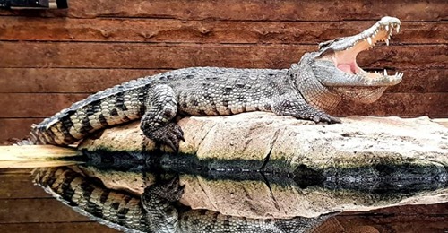 Crocs of the World tweet media