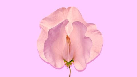 Let’s talk about my at home Vajacial / Mons Pubis/ Kitty Care 1.STOP PUTTING ESSENTIAL OILS AND LEMONS UP/ ON YOUR VAGINA2.I laser + shave (I shave in the opposite direction to hair growth)