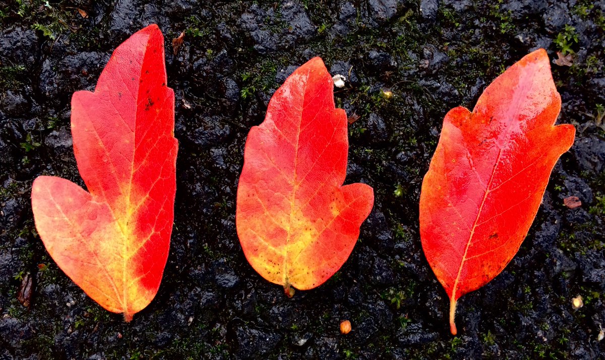 to_glasgow's tweet photo. If the sky is grey, look elsewhere for colour. https://t.co/4E9QFF8Wir