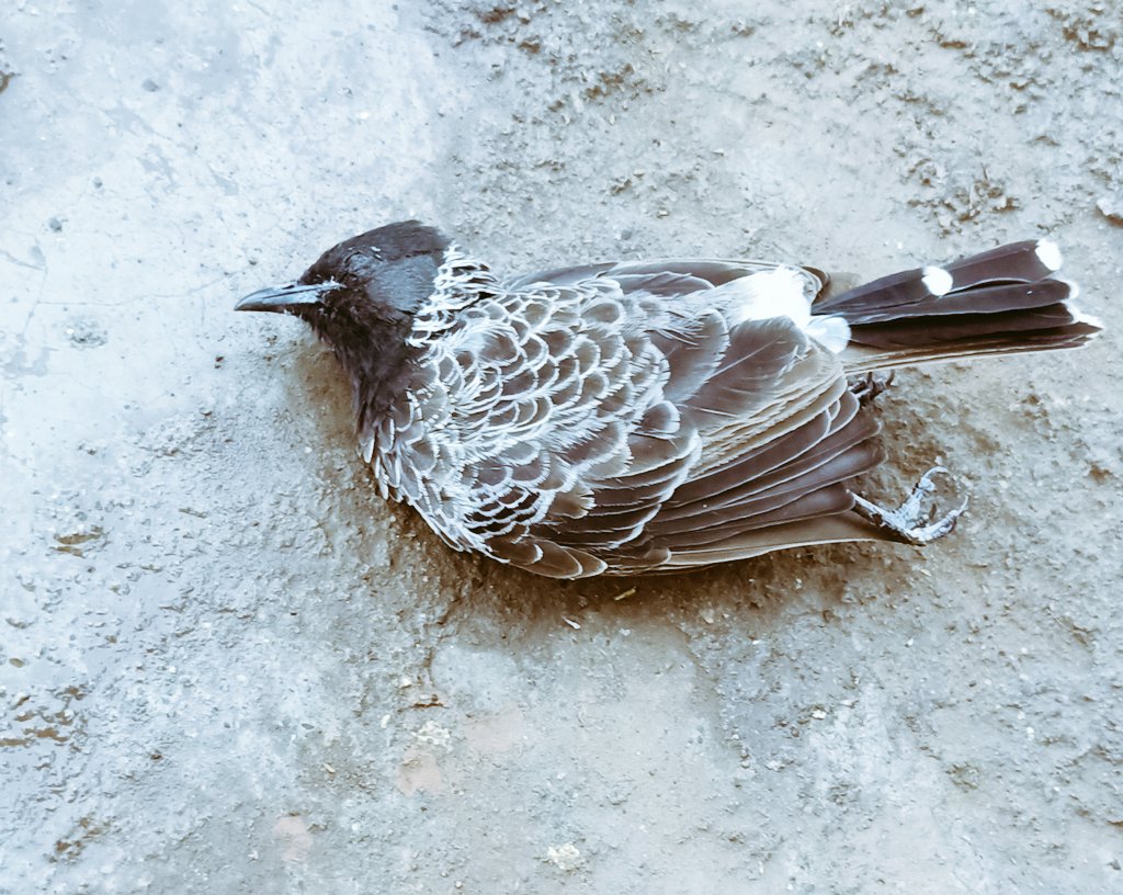 DinkarMaske's tweet photo. "" कुतूहलाने पकडण्यास पाठीमागे धावणारे हात, संकट समयी काय माहीत कुठे असतात.....????
#शब्दांना_गवसणी https://t.co/u99DNkHz9X
