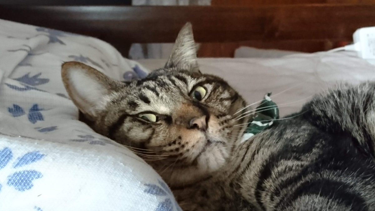 太った猫